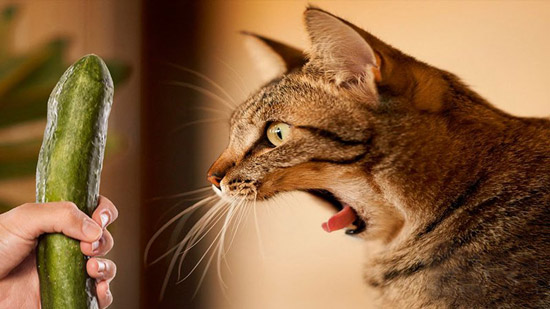 دلیل ترس گربه ها از خیار | چرا گربه‌ها از خیار می‌ترسند؟